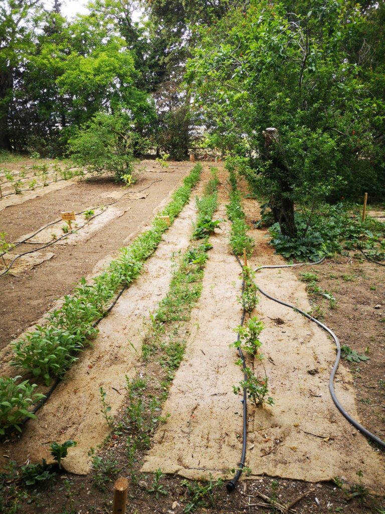 Arrosage des plantations des Compagnons de Maguelone et du Fonds de Dotation du MHB
